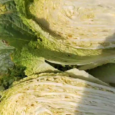 黄心白菜