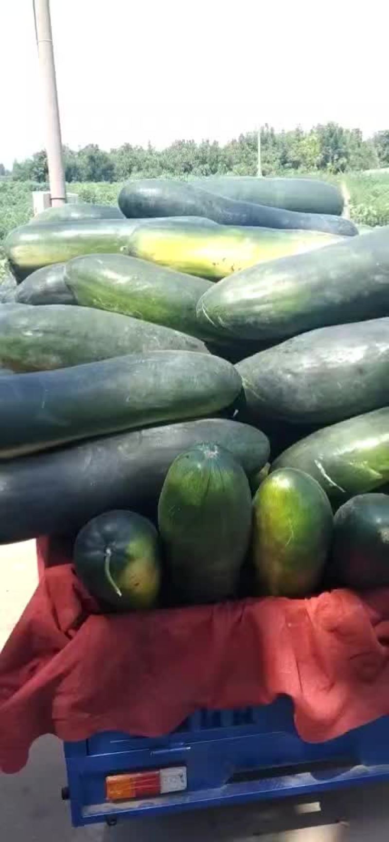 黑皮地冬瓜大量出货，底光，耐运输，价格便宜了，加工厂优选