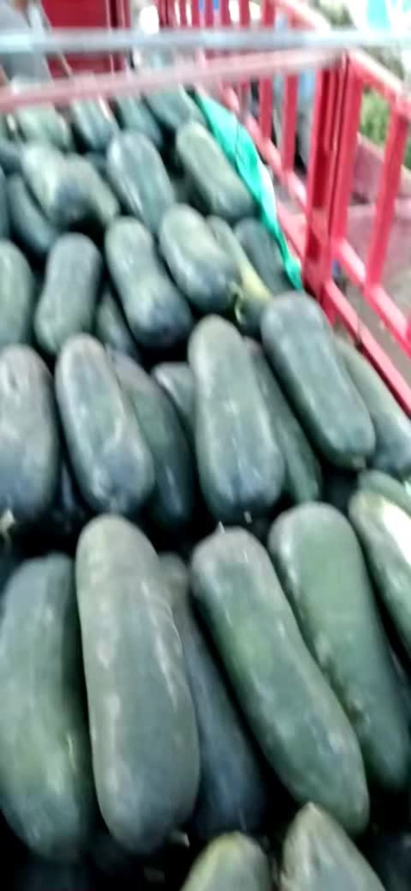 黑皮地冬瓜大量出货，底光，耐运输，价格便宜了，加工厂优选