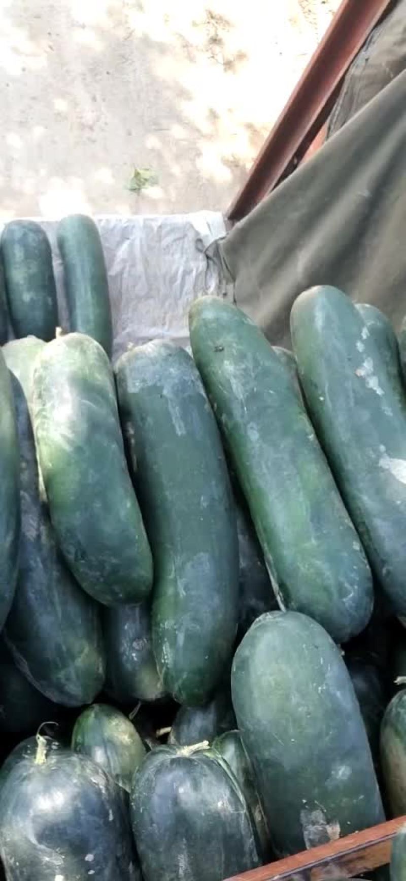黑皮地冬瓜大量出货，底光，耐运输，价格便宜了，加工厂优选
