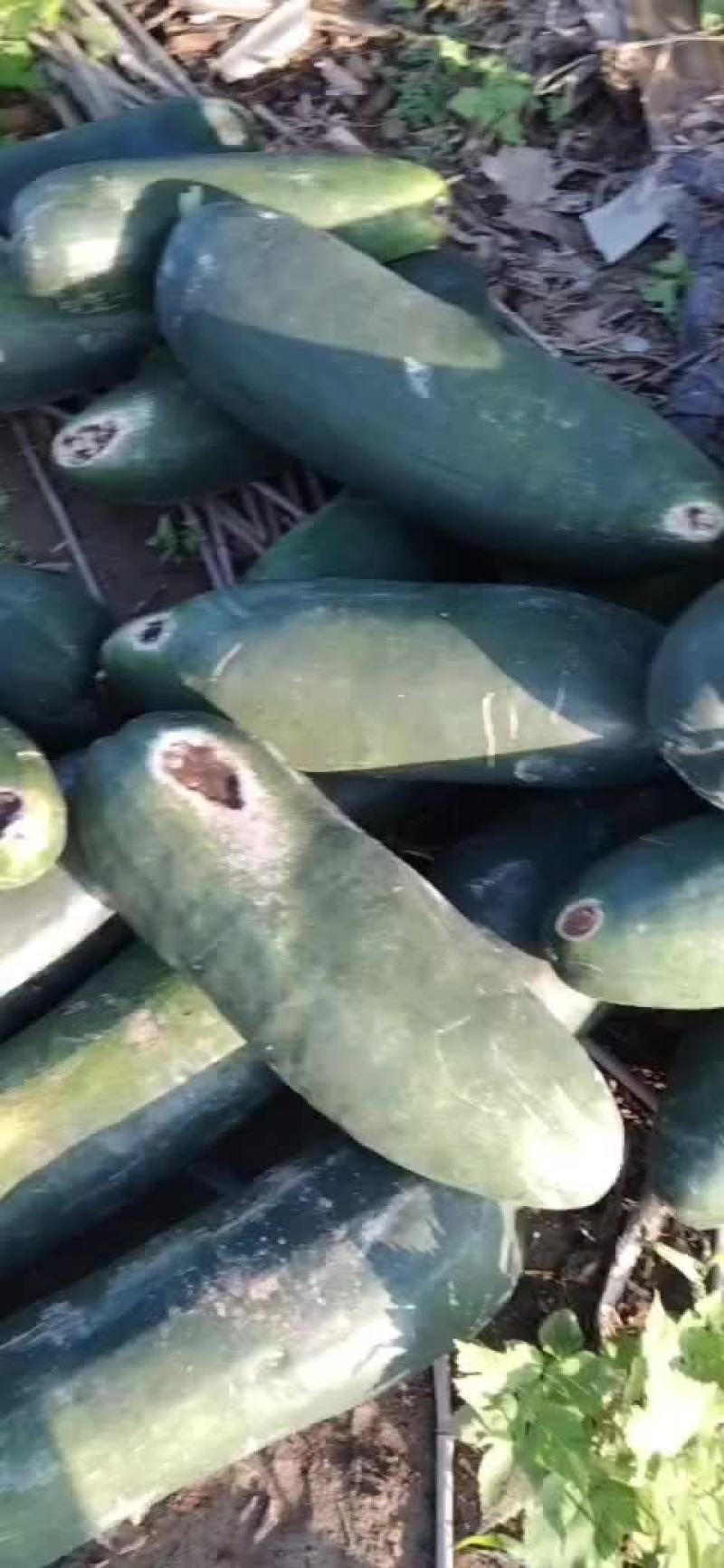 黑皮地冬瓜大量出货，底光，耐运输，价格便宜了，加工厂优选
