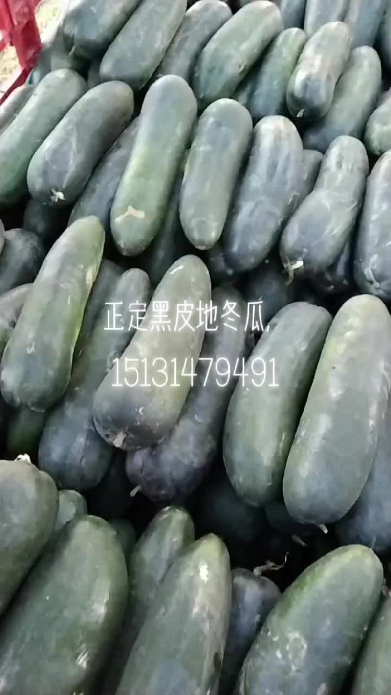 黑皮地冬瓜大量出货，底光，耐运输，价格便宜了，加工厂优选