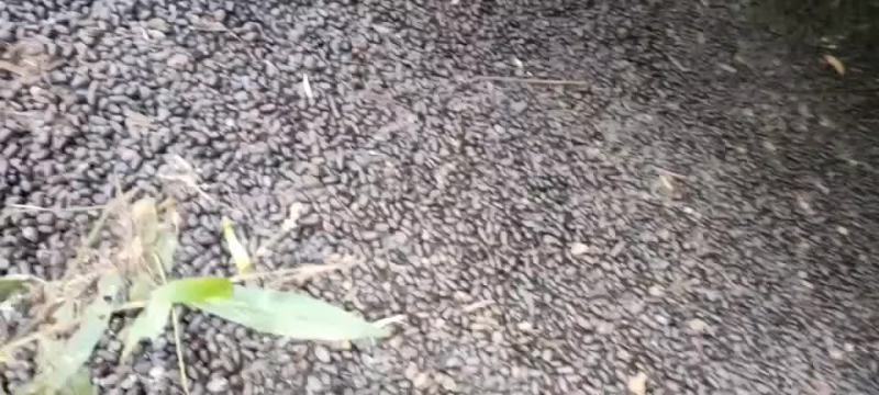 羊粪便，羊屎，有机肥料