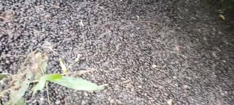羊粪便，羊屎，有机肥料