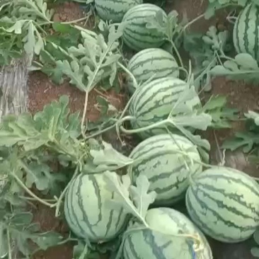 美都西瓜