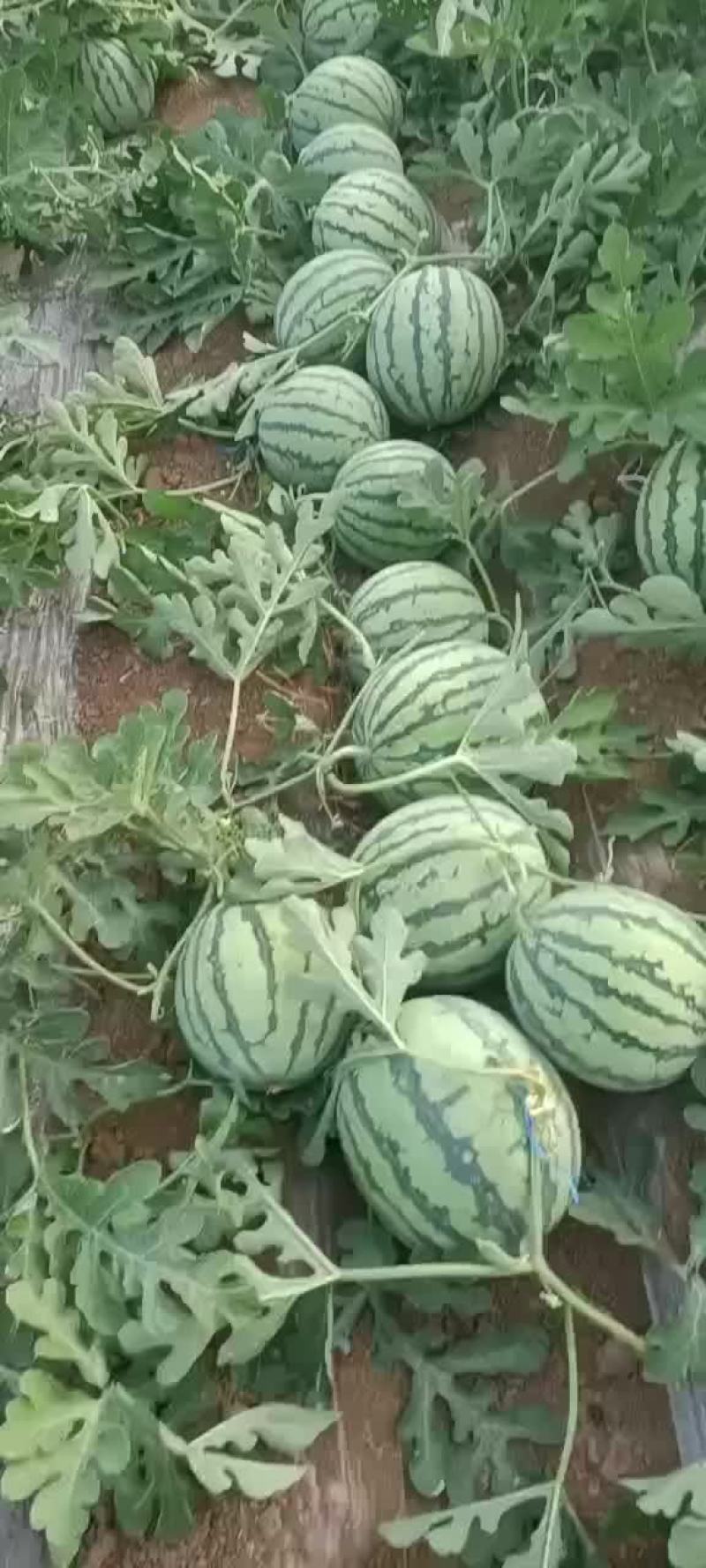 美都西瓜