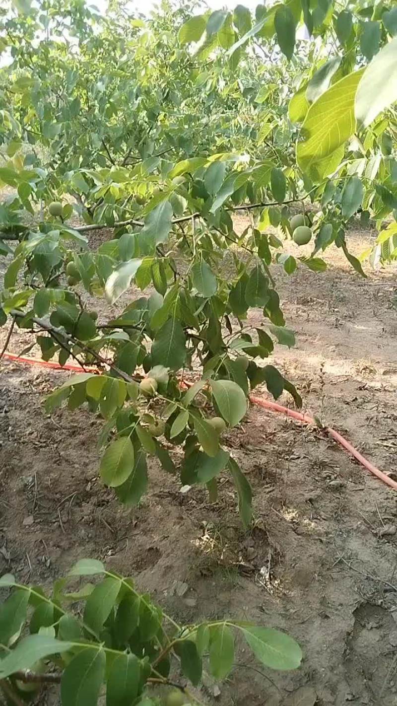 青皮核桃收购