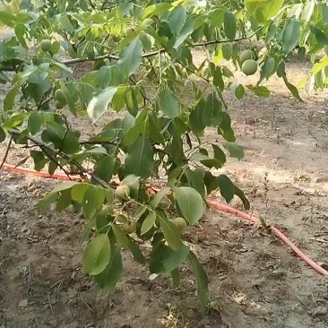 青皮核桃收购
