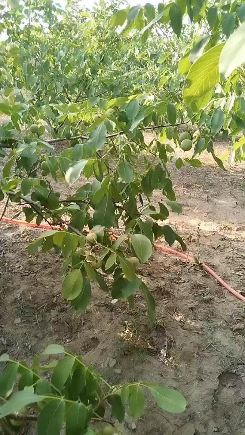 青皮核桃收购