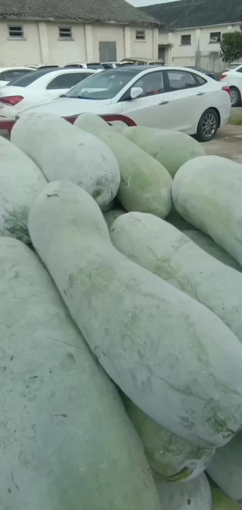 地冬瓜，白冬瓜