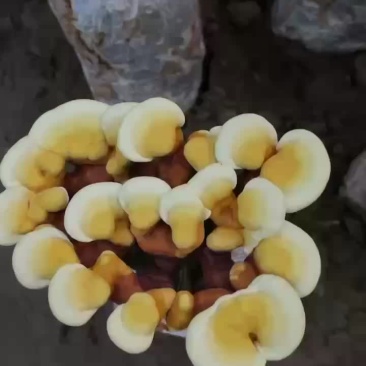 活体灵芝一层大花