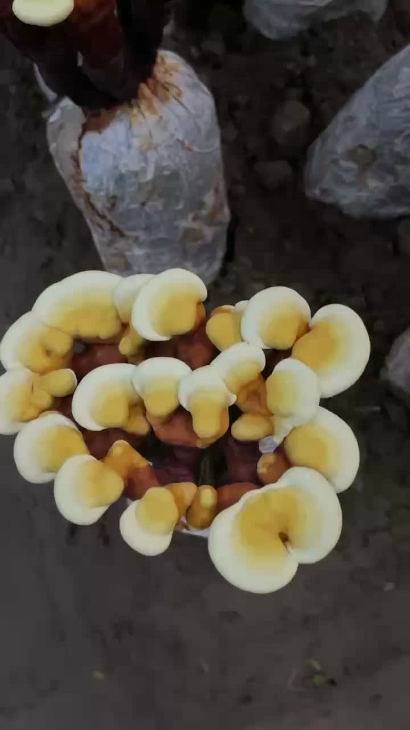 活体灵芝一层大花