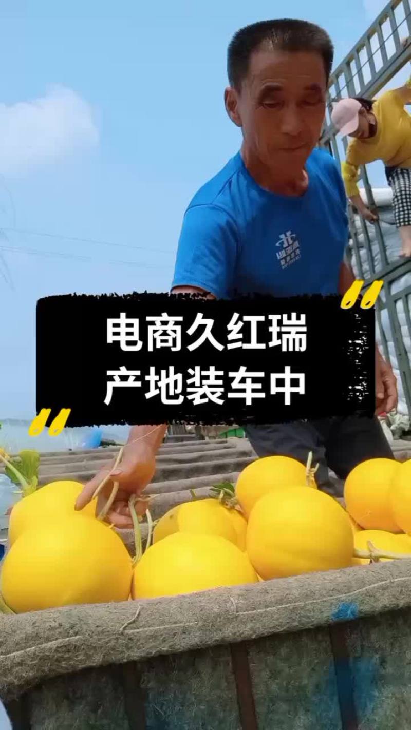 久红瑞山东久红瑞甜瓜大量供应美团电商各个平台