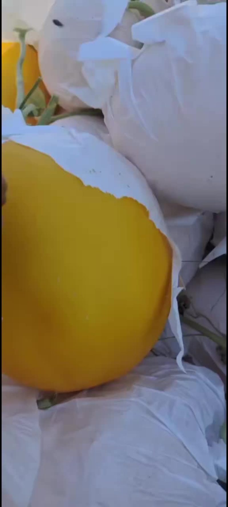 久红瑞山东久红瑞甜瓜大量供应美团电商各个平台
