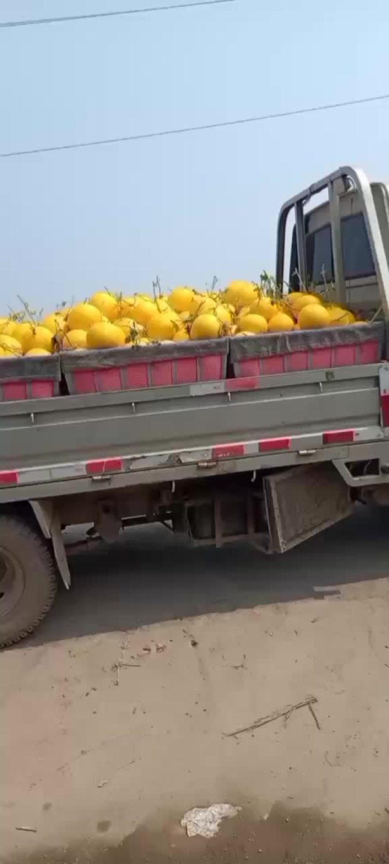 久红瑞山东久红瑞甜瓜大量供应美团电商各个平台
