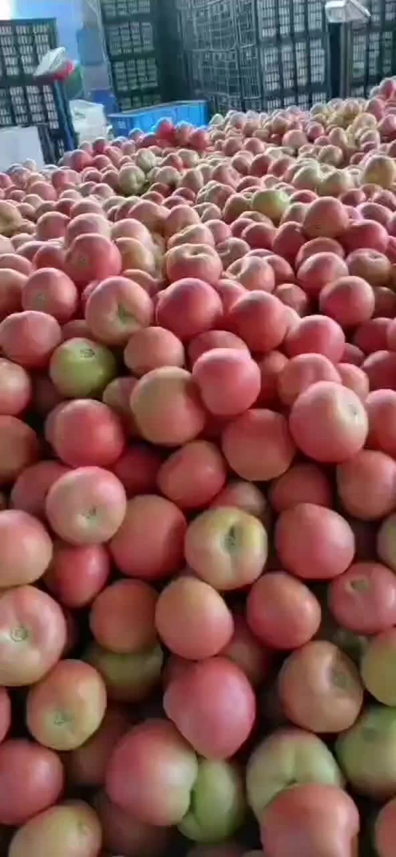 精品硬粉西红柿大量上市。货源充足，质量杠杠的