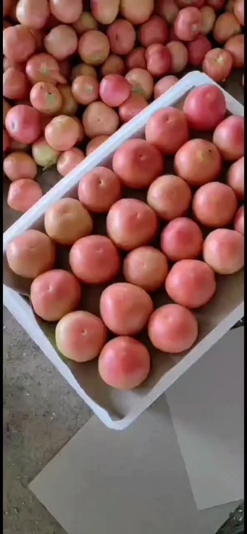 精品硬粉西红柿大量上市。货源充足，质量杠杠的