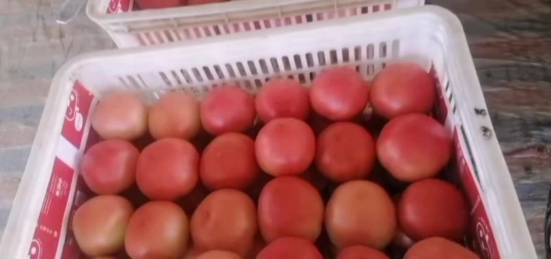 精品硬粉西红柿大量上市。货源充足，质量杠杠的