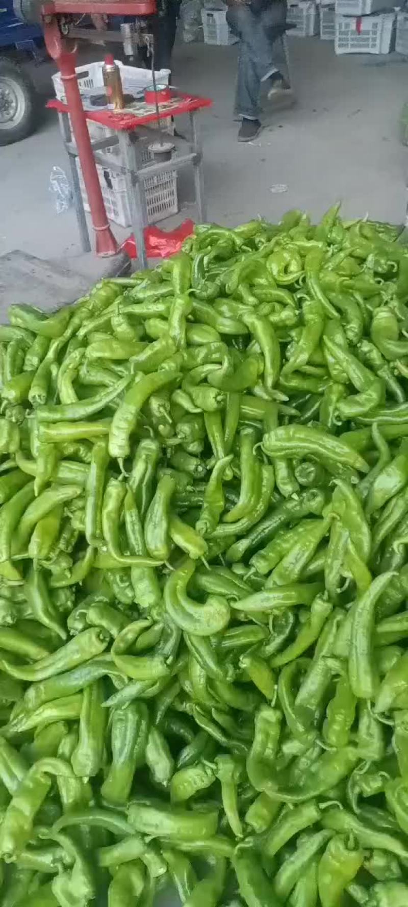 各种豆角辣椒上市了