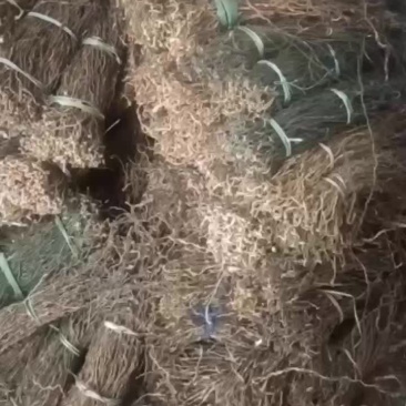 豆角正宗陕西城固精品干豇豆干豆角大量供应