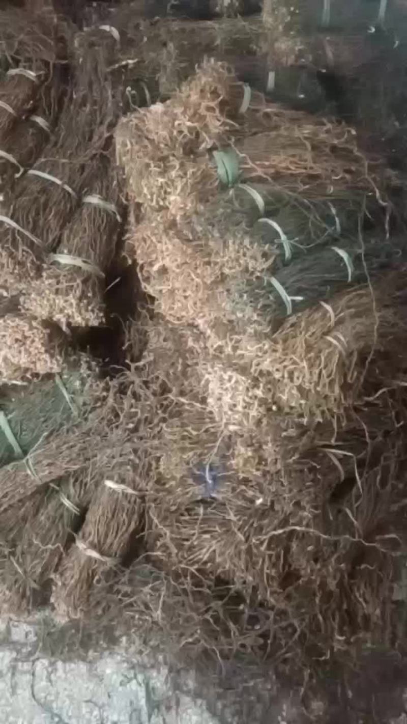 豆角正宗陕西城固精品干豇豆干豆角大量供应