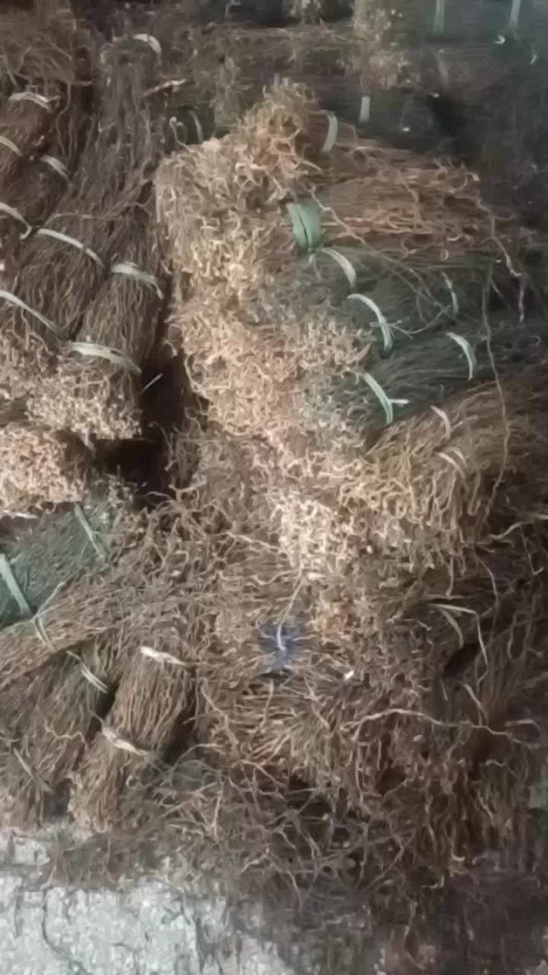 豆角正宗陕西城固精品干豇豆干豆角大量供应