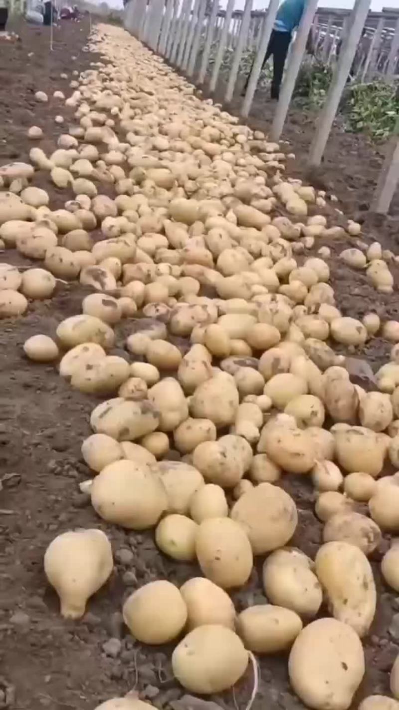 优质电商土豆