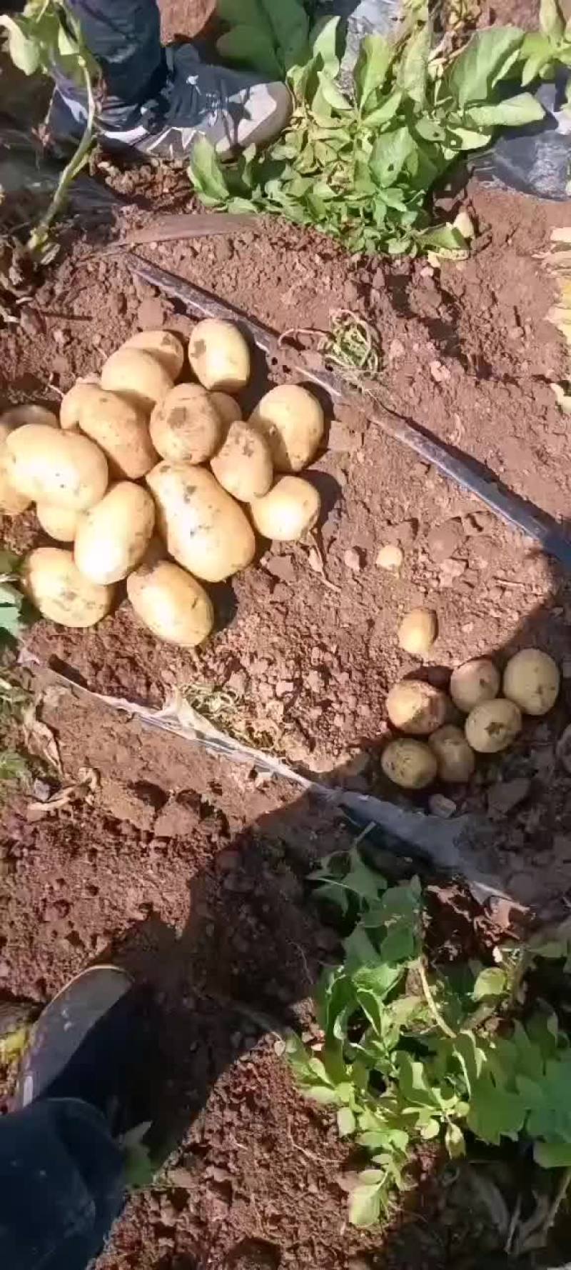 优质电商土豆