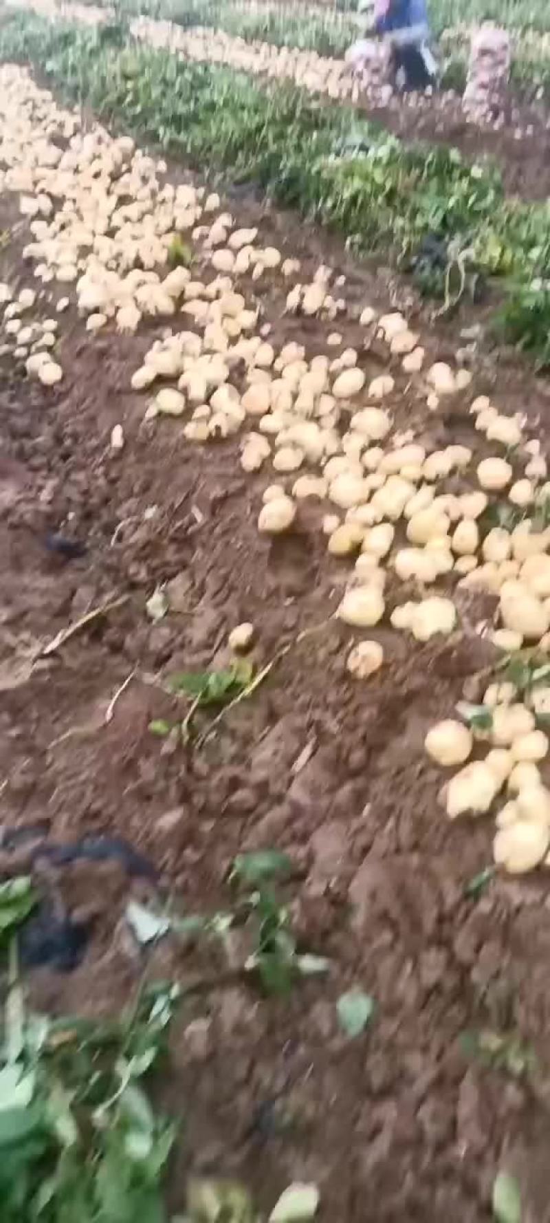 优质电商土豆