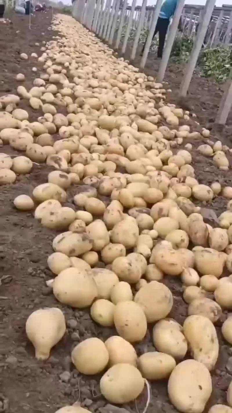优质电商土豆