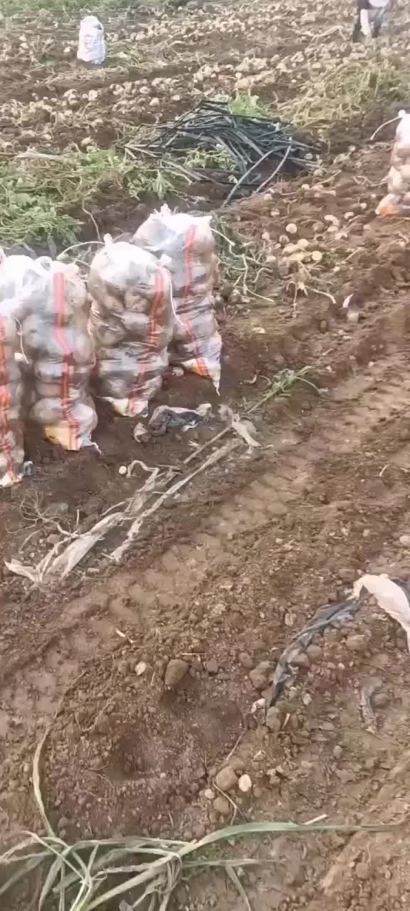 优质电商土豆