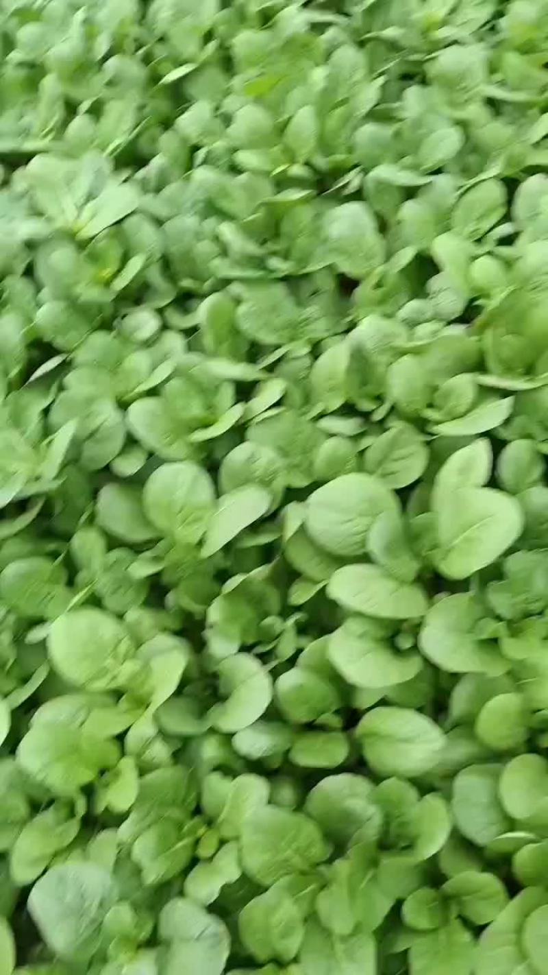 菜苔