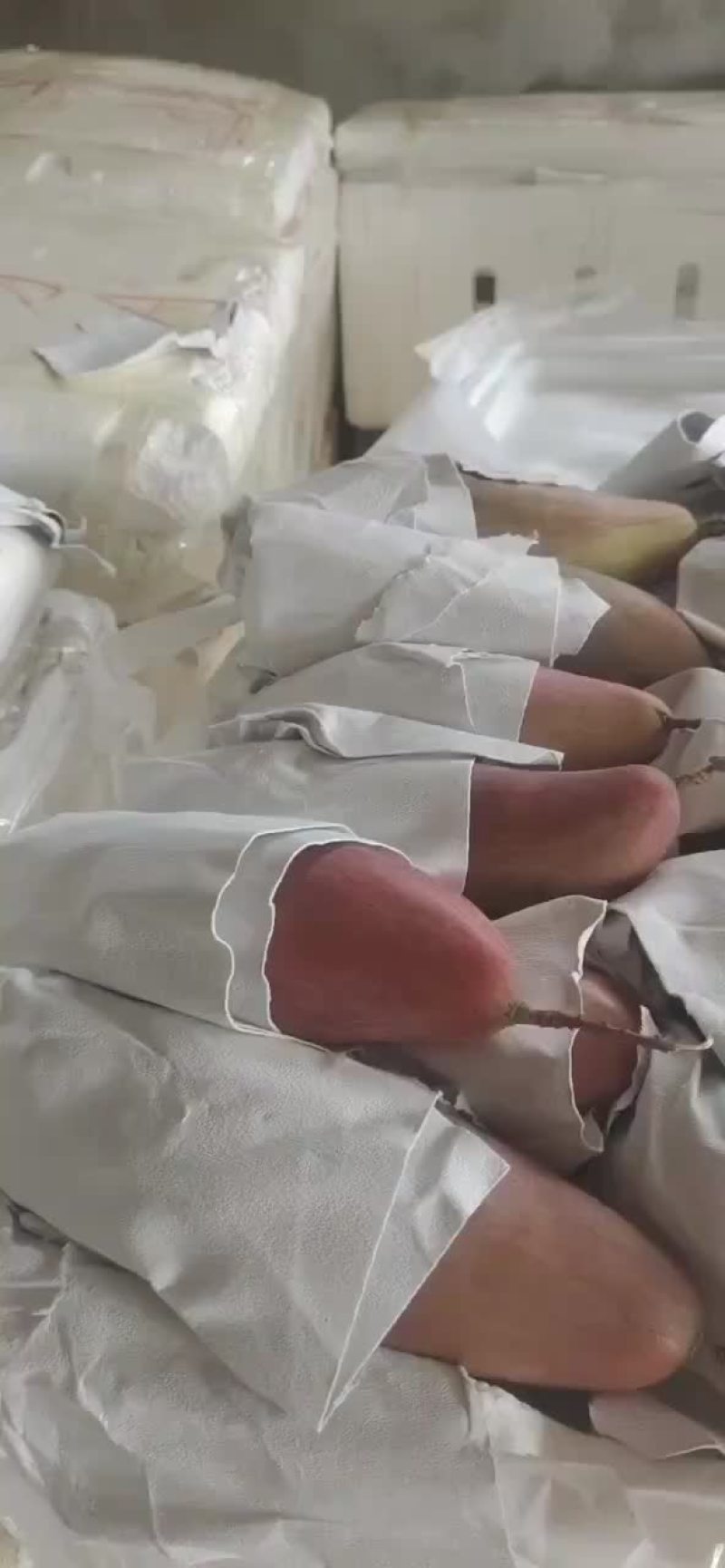 攀枝花芒果，货好个头大