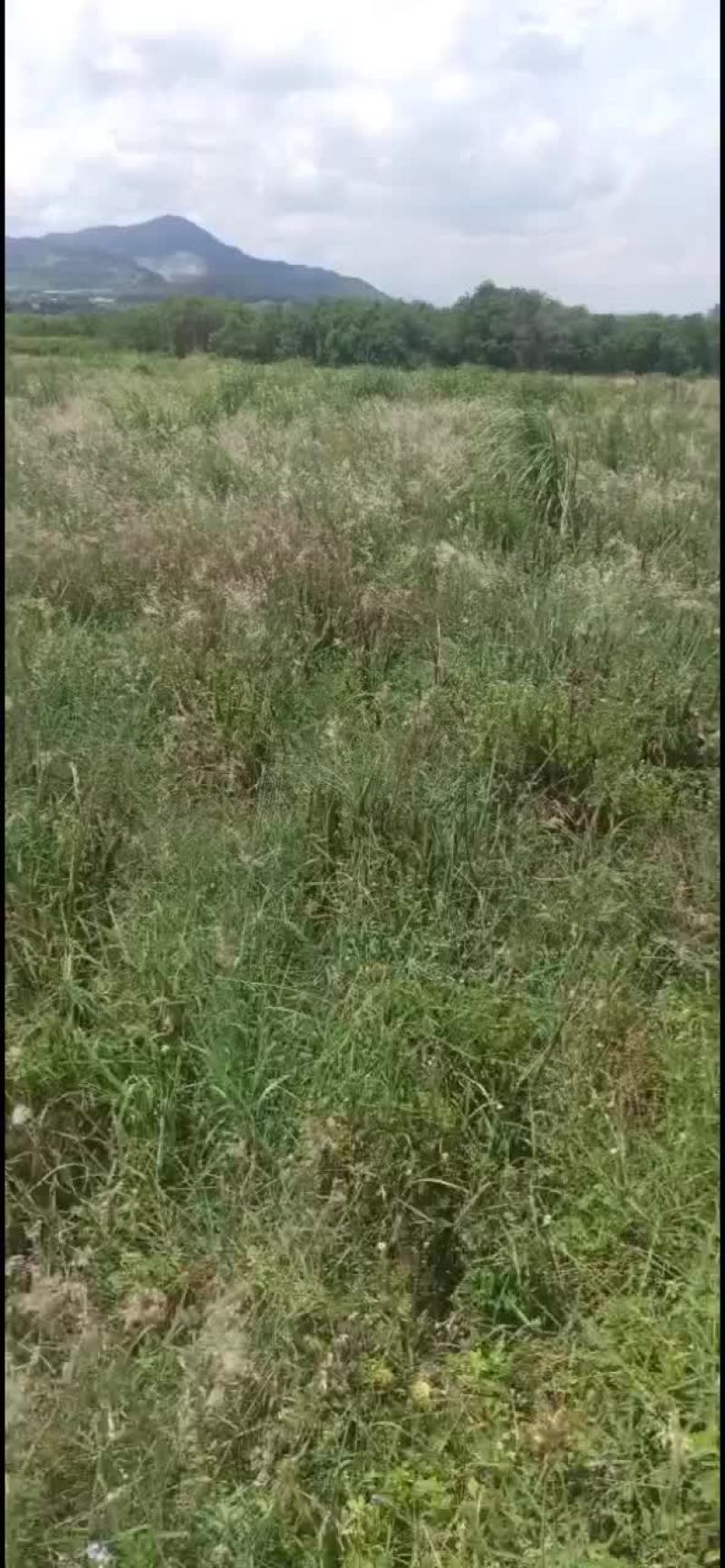 荒地