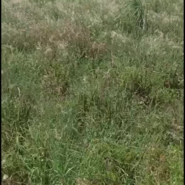 荒地