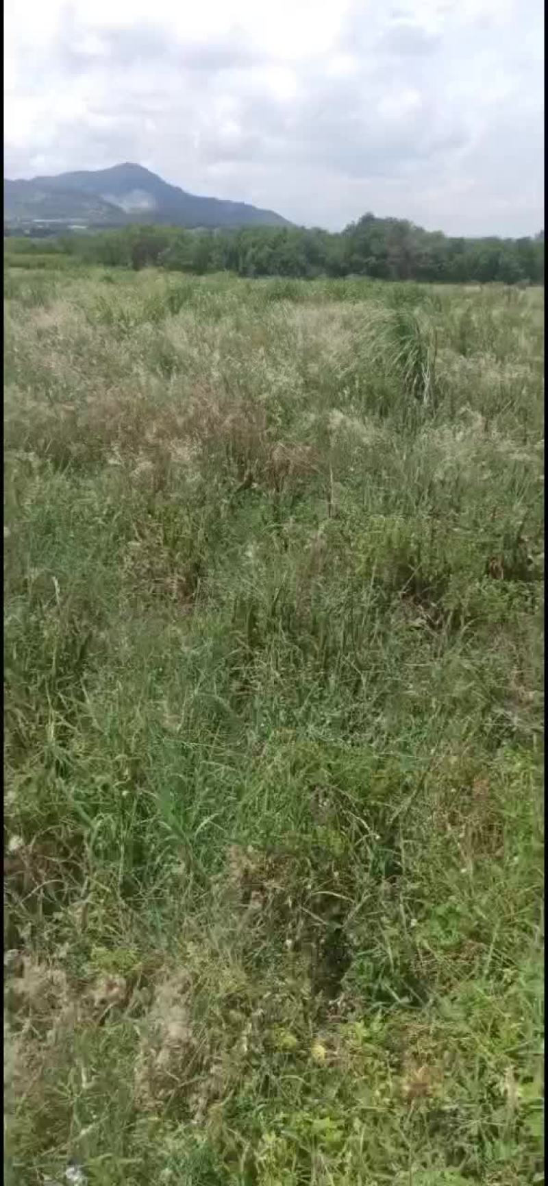 荒地