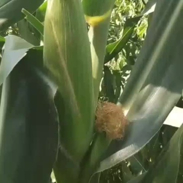 玉米棒