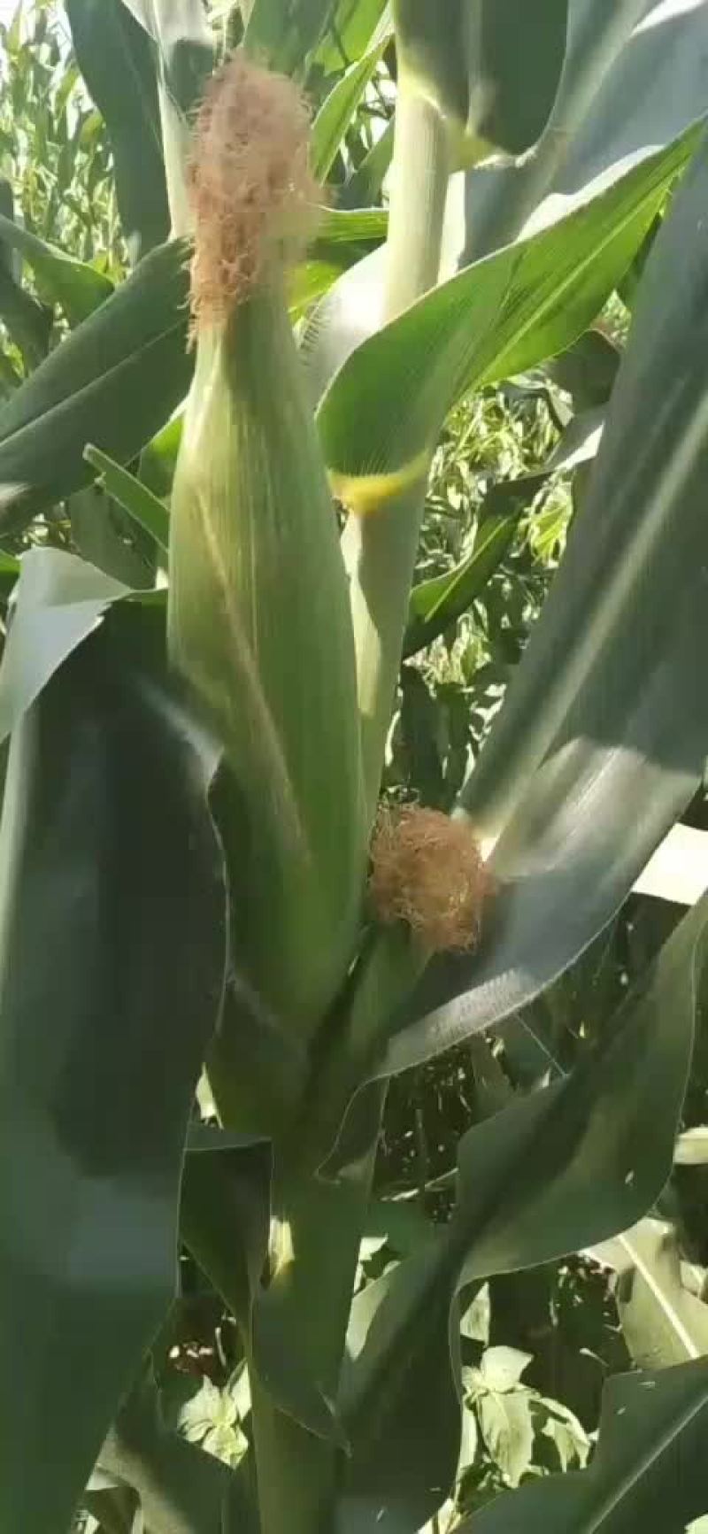 玉米棒