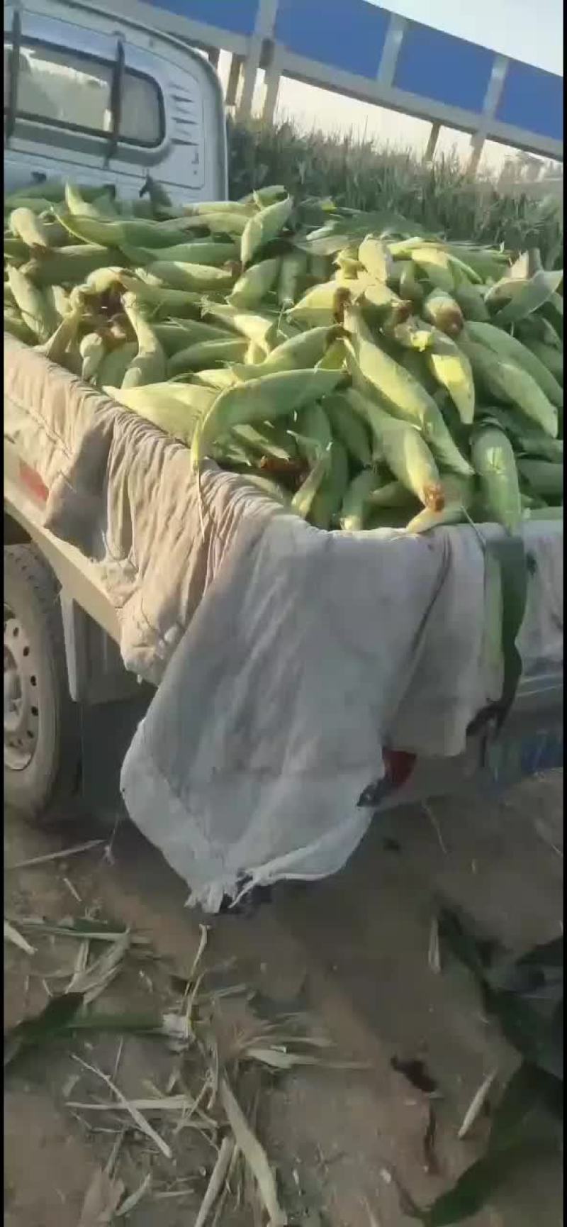 玉米棒