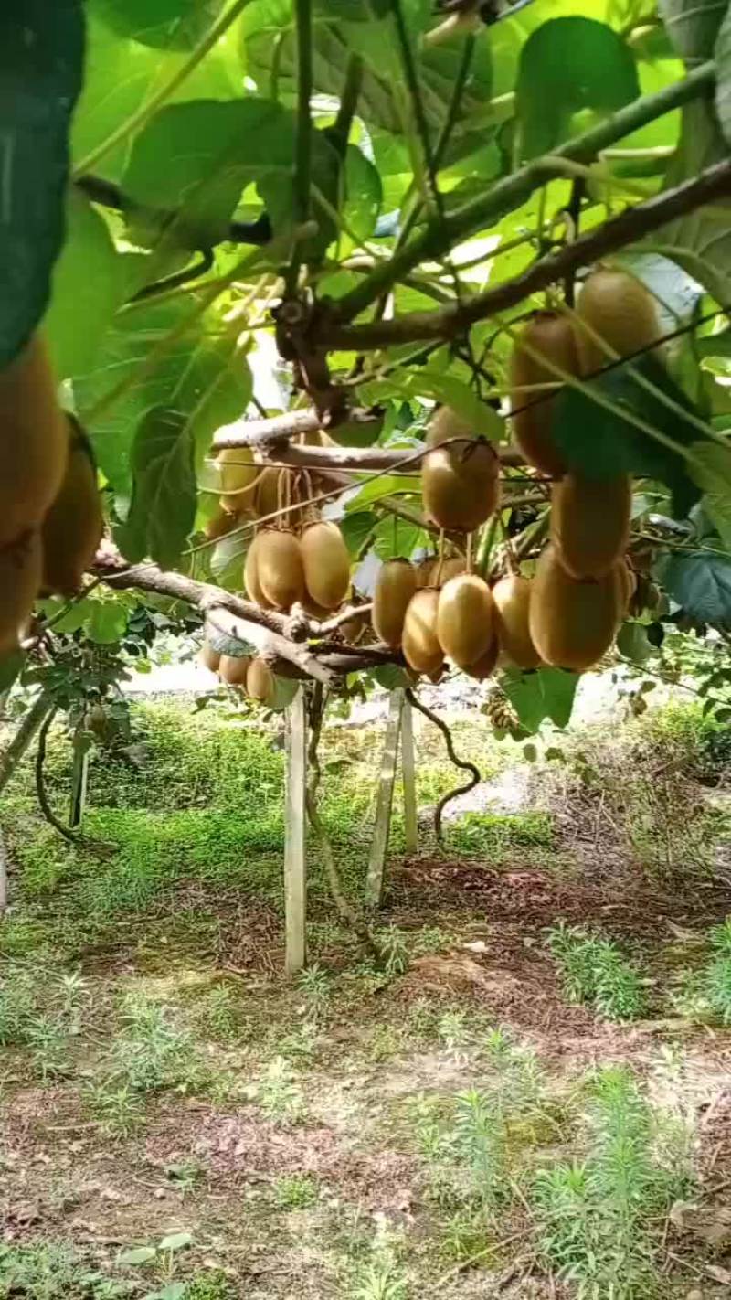 猕猴桃，辣椒，野生中草药