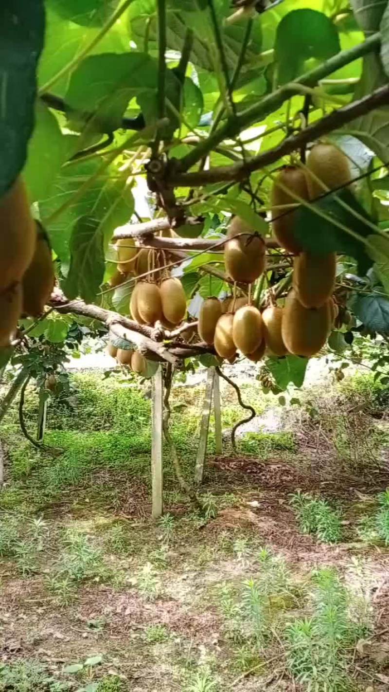 猕猴桃，辣椒，野生中草药