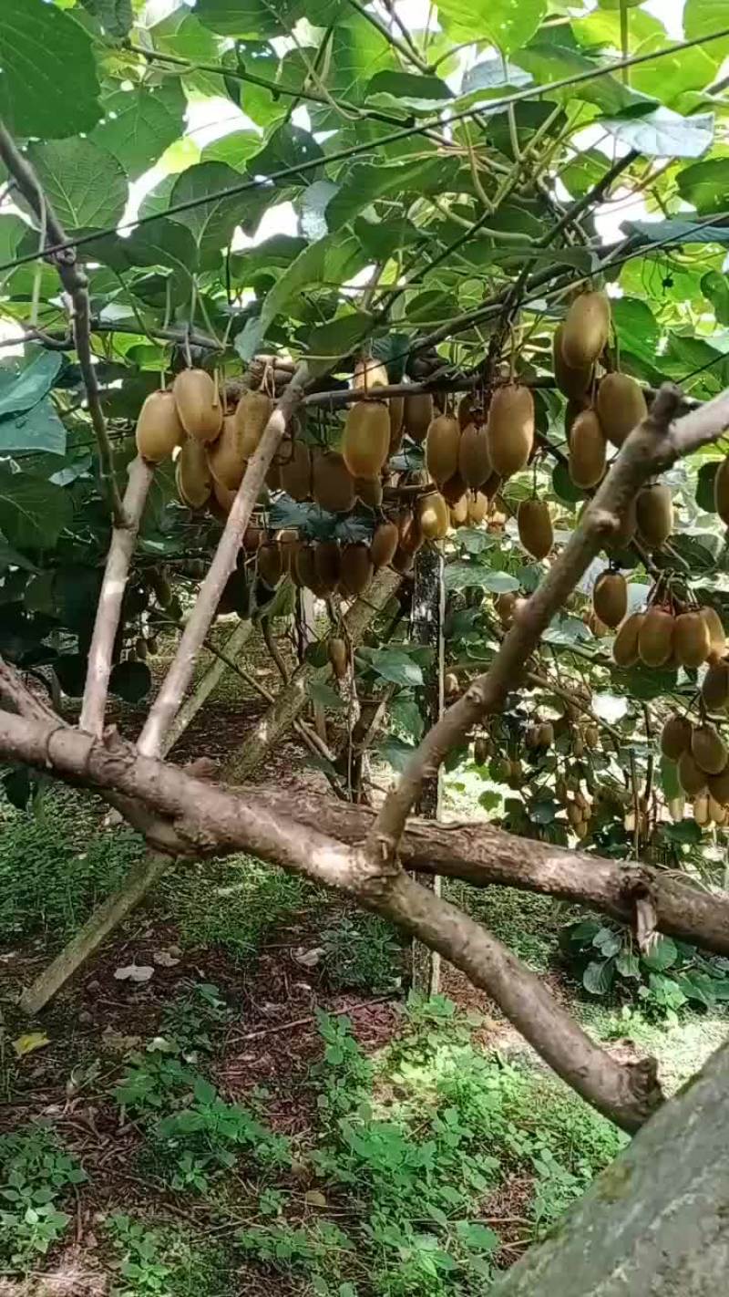 猕猴桃，辣椒，野生中草药