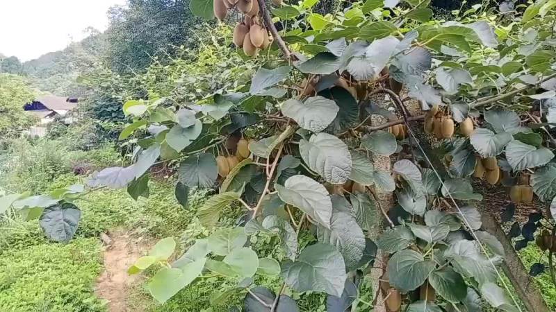 猕猴桃，辣椒，野生中草药