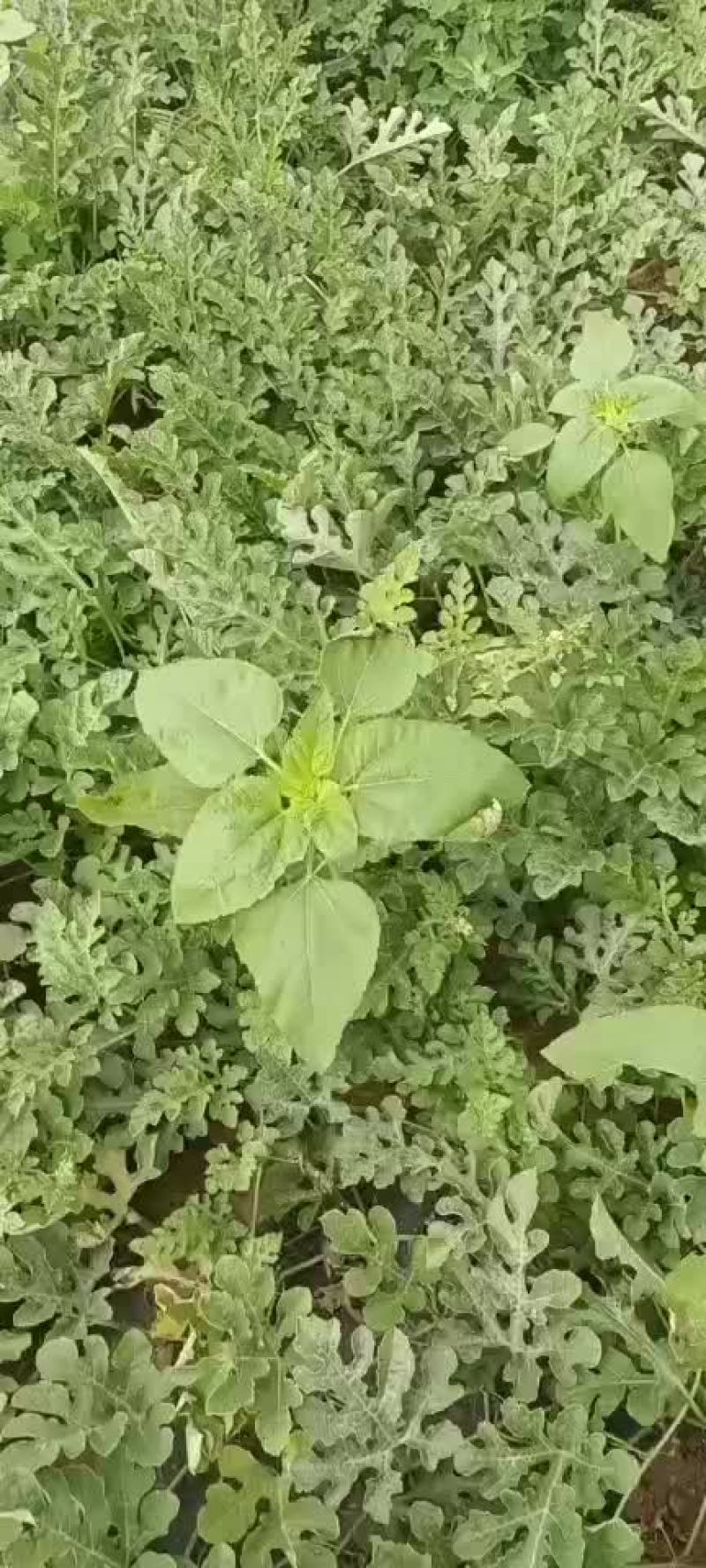 西瓜