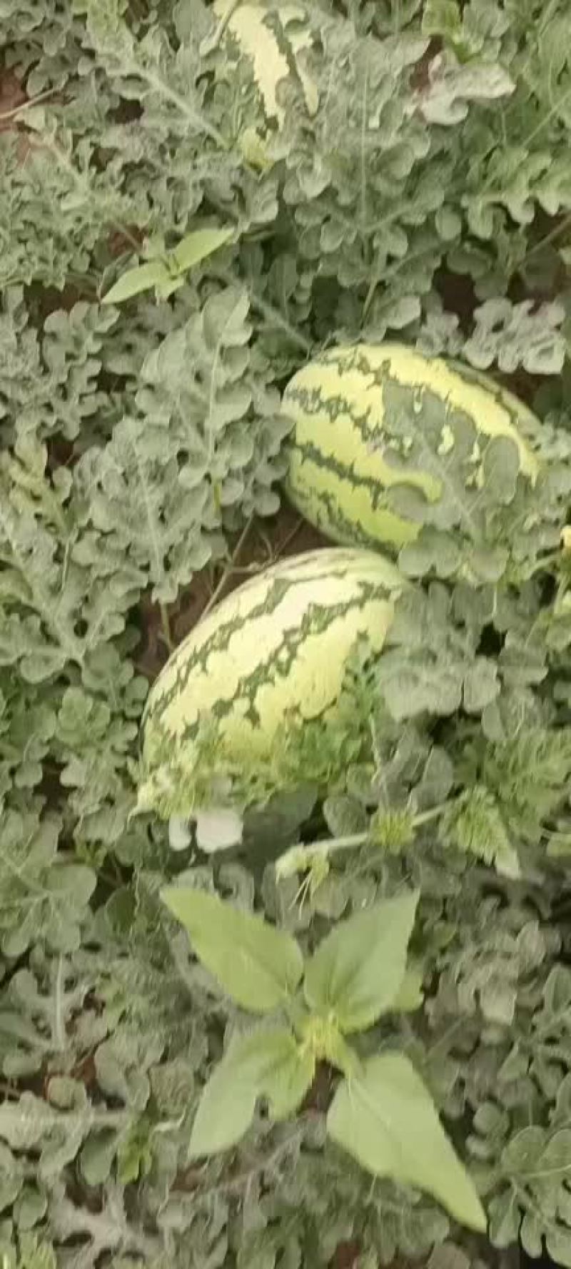 西瓜