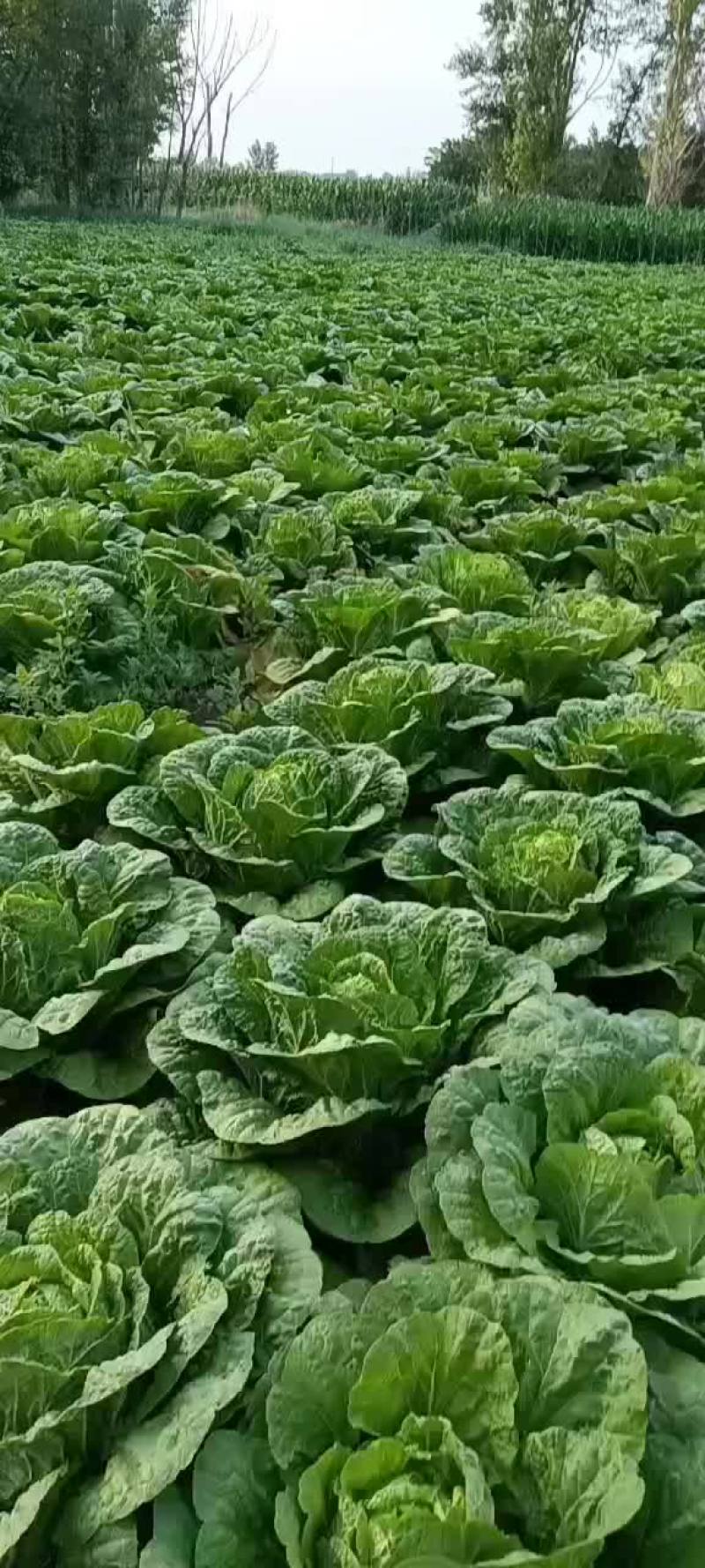 黄心大白菜