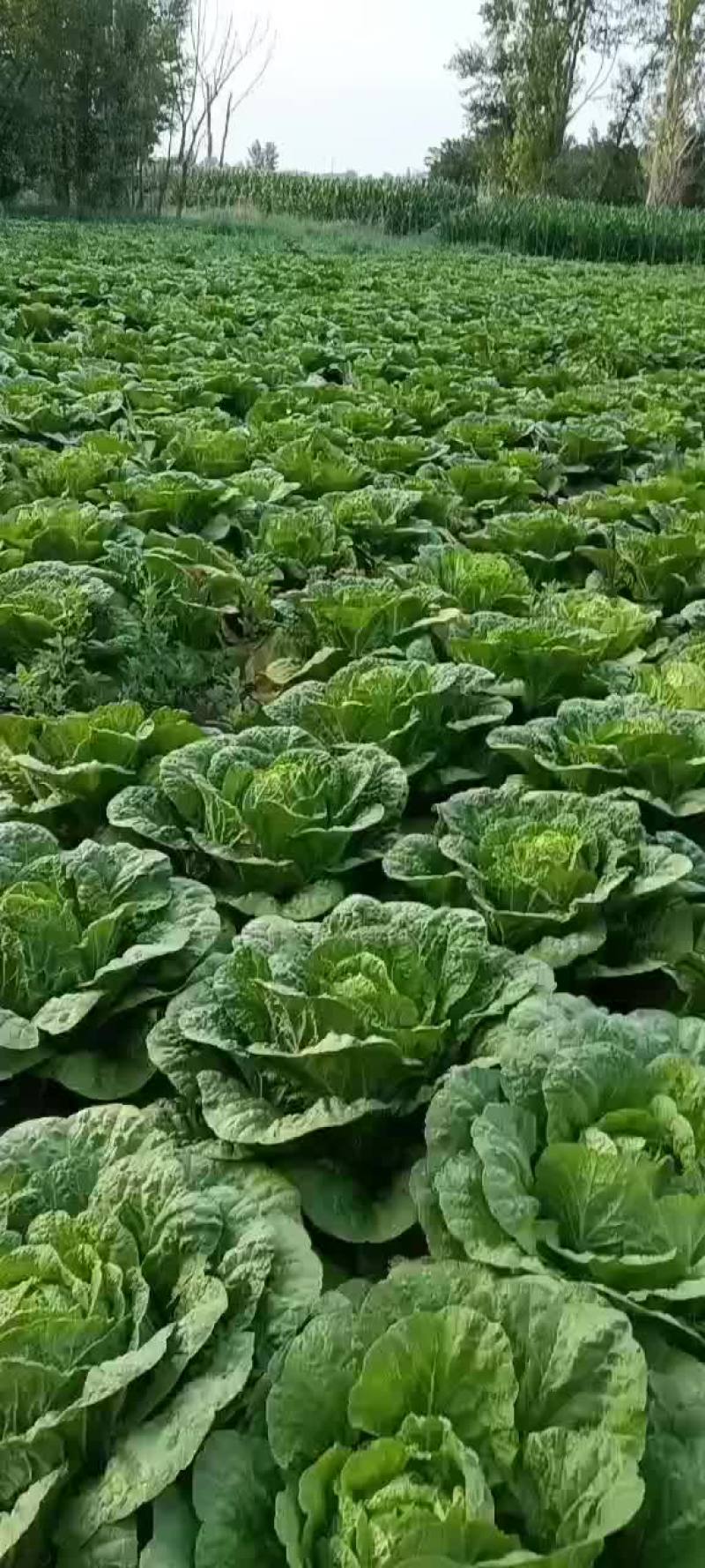 黄心大白菜