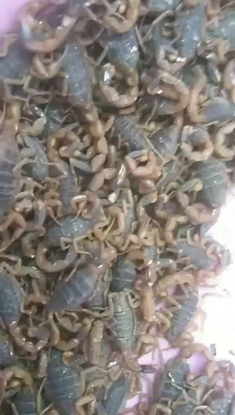 莱阳批发蝎子