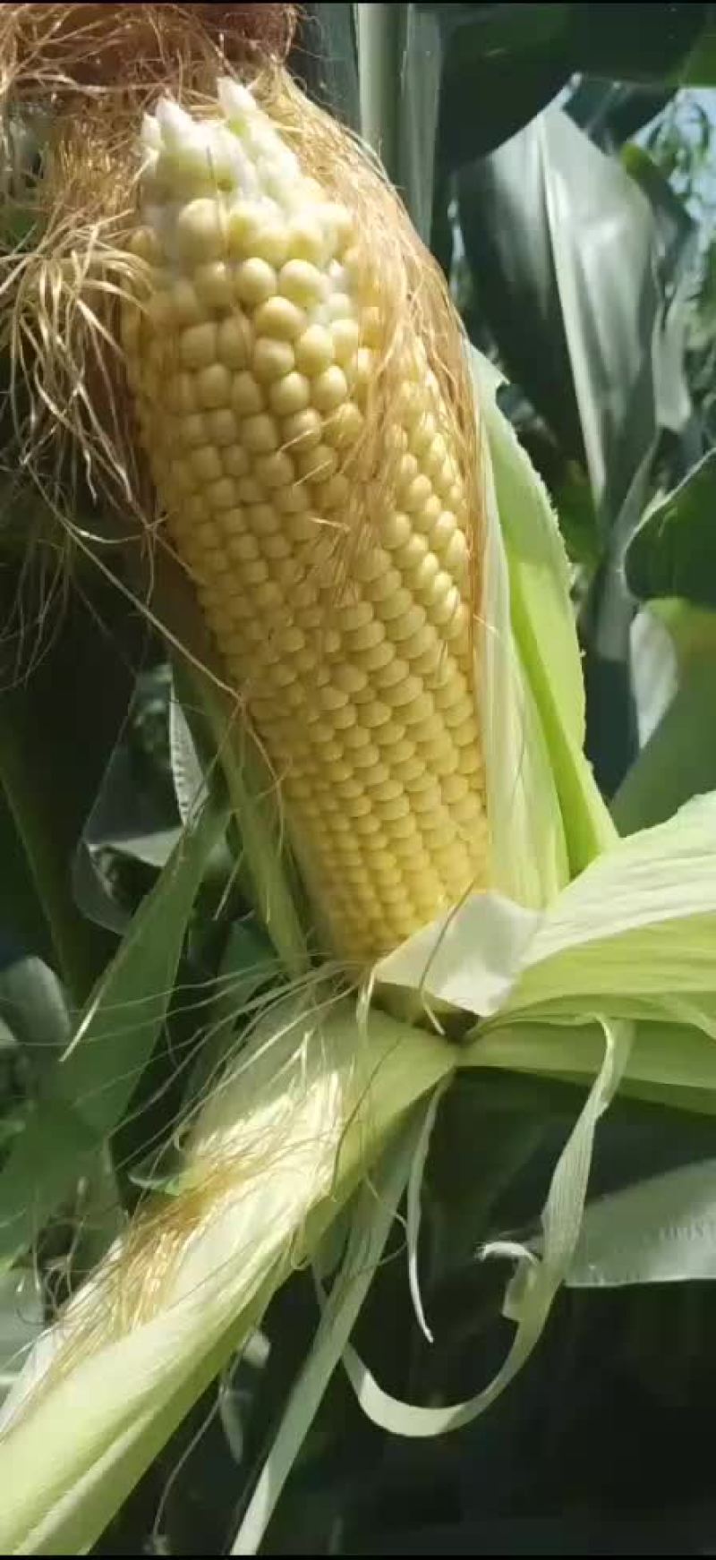玉米棒