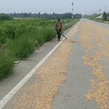 黄花菜